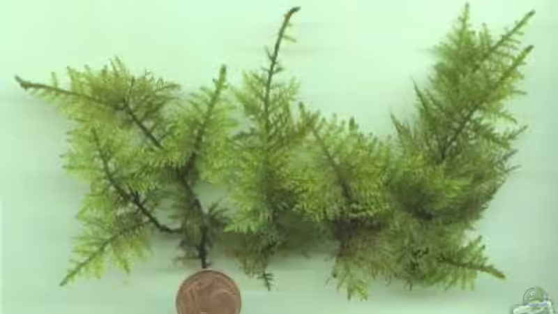 und das wäre der Wasserfarn, auch im Internet gefunden von Palo (8)