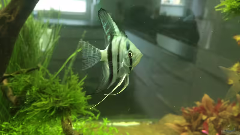 Und der 3 skalar von Der_Renner (11)