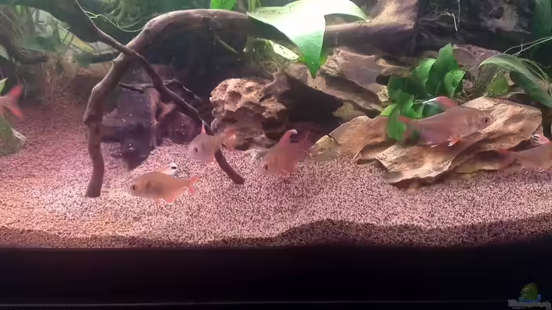 und der feine braune Kies von Der Sebastian (3)