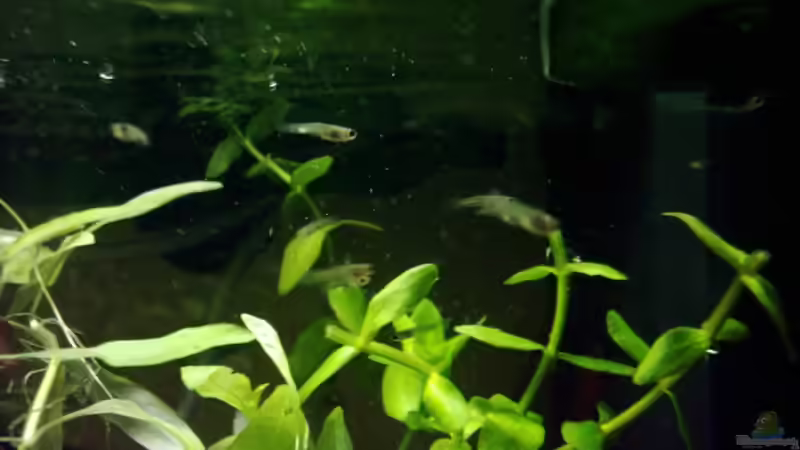 Und der Nachwuchs von Christine Schebesta (5)