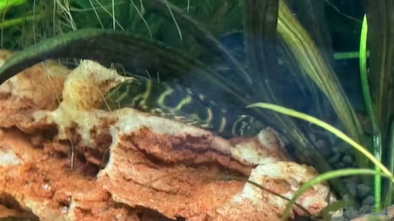 und der zweite L333 von Skorpion fan (24)