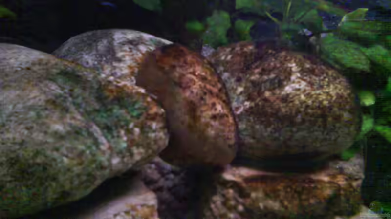 und die algen wuchern:D von LaEy (41)