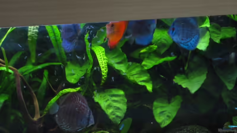 und die ??brigen : 2 Kobalt + 1 Blue Diamond I von Korbi (38)