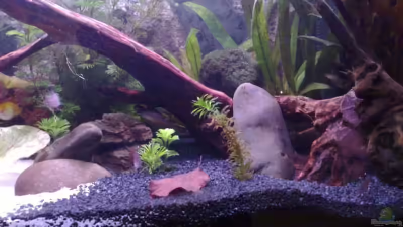 und die dunkle Seite des Beckens von Chris (4)