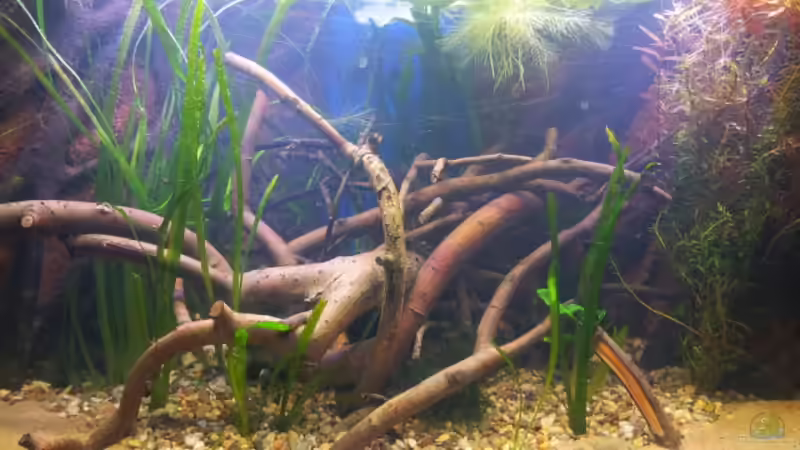 und die ersten Pflanzen mit rein von Michael Scheffler (7)