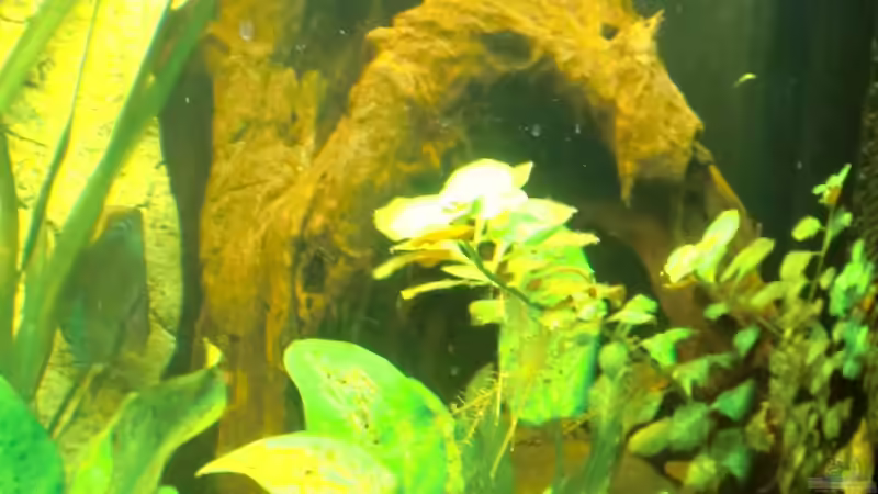 und die rechte, große Wurzel, etwas verschwommen, da von der linken Seite aus fotografiert von Sirko Fricke (33)