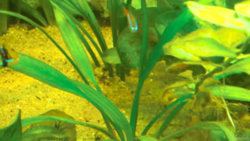 und die unbekannte Pflanze Nr. 2, zwei Exemplare hintereinander, ich vermute, dass von Sirko Fricke (23)