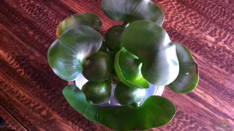 Eichhornia crassipes im Aquarium pflegen (Einrichtungsbeispiele für Dickstielige Wasserhyazinthe)