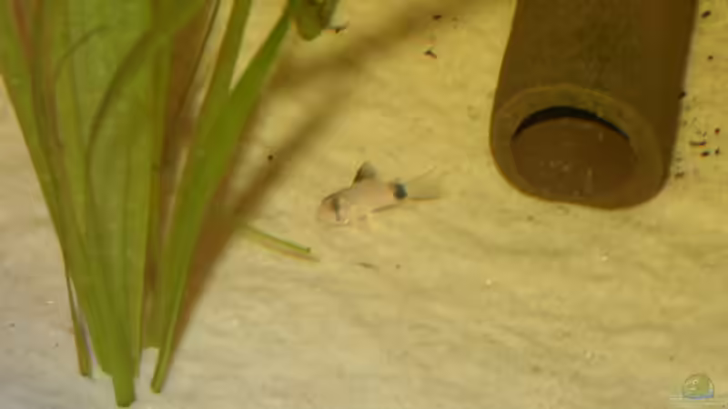 Und eigener Panda-Panzerwels-Nachwuchs aus unserem Aufzuchtbecken. von Detlef Zachert (8)