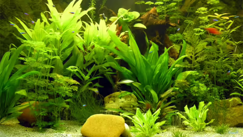 und ein bisschen näher von Fossybear (5)