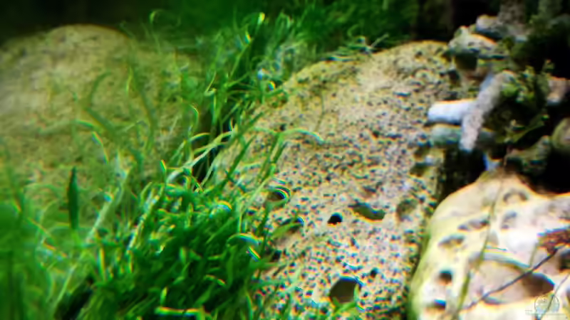 Und ein Neuseelandgras von Bermuda 3eck (23)