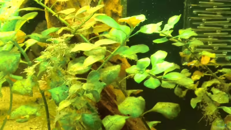 und erneut die unbekannte Pflanze Nr. 1 von Sirko Fricke (24)