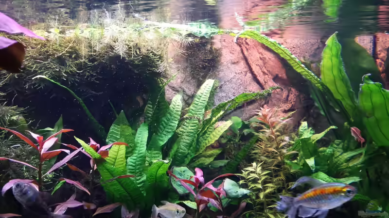 und es blubbert von Thomas Müller (17)