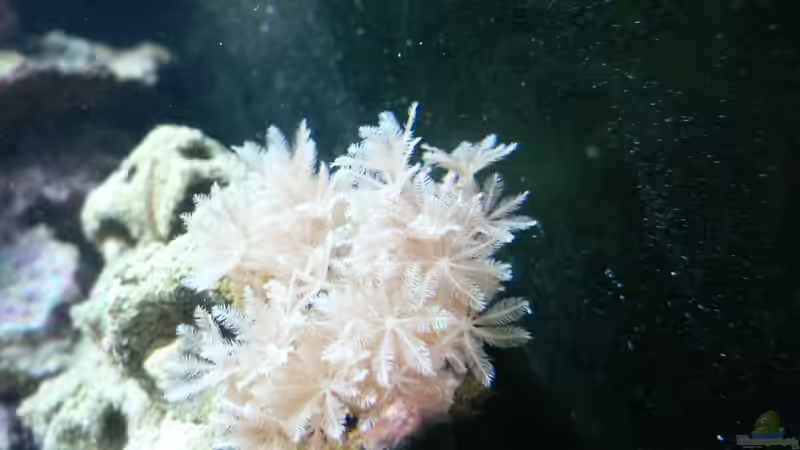 Und es wächst und wächst, sind nun schon vier. von Zapfenmanderl (21)