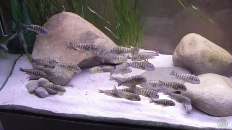 und Flusskiesel in der anderen Ecke von Ralph Ineichen (4)