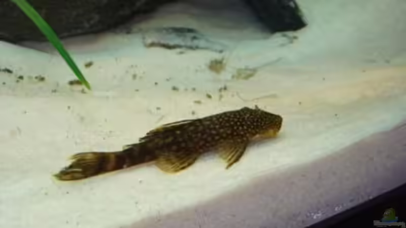 und hier auch Frau Wels von malawi74 (25)