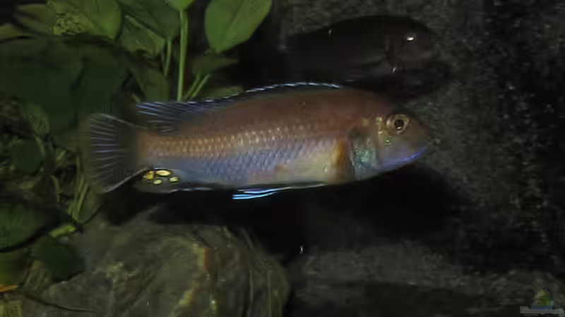 Und hier der als Weib getarnte Bock von bossie1704 (99)