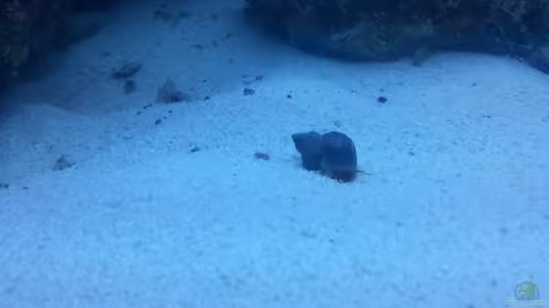 Und hier der erste Beckenbewohner ´eine Schnecke´ von urbi (65)
