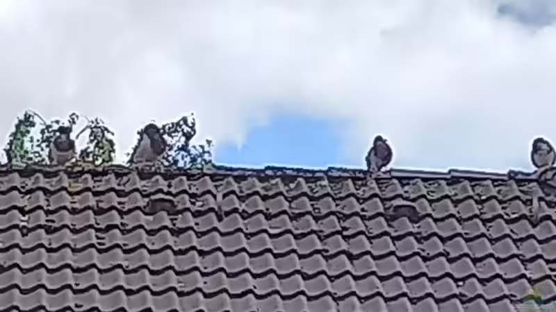 Und hier der Wachtrupp von Acero (11)