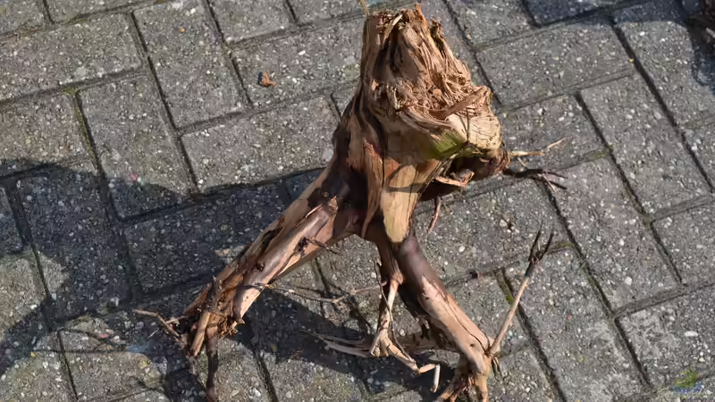 Und hier die Nr. 3, die Kleinste im Bunde. von GGuardiaNN (46)