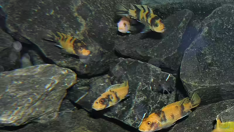 Und hier fast der gesamte Harem... von bossie1704 (84)