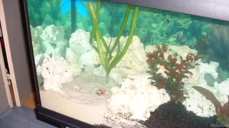 und hier noch besser zu erkennen von Detlef Hasselbach (3)