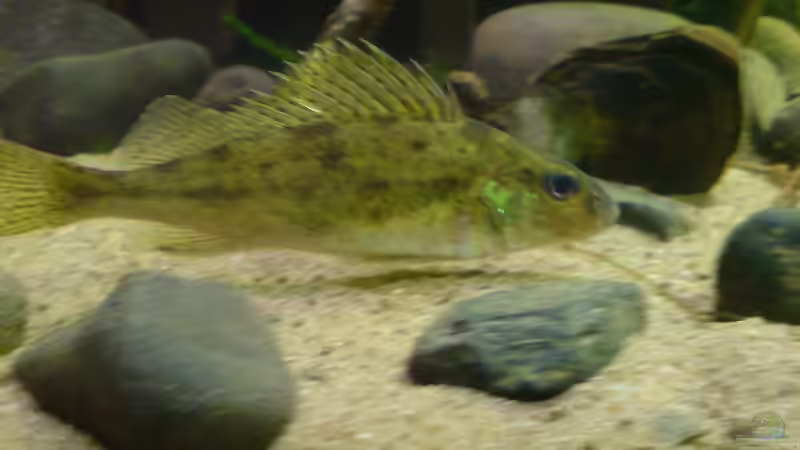 und hier noch der etwas kauzige Kaulbarsch von Friedrich Tietze (24)