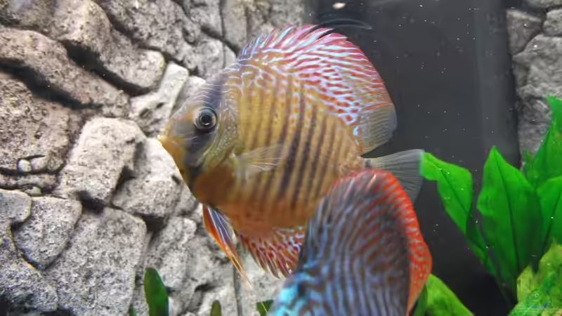 und hier nochmal von der linken Seite von Romer (23)