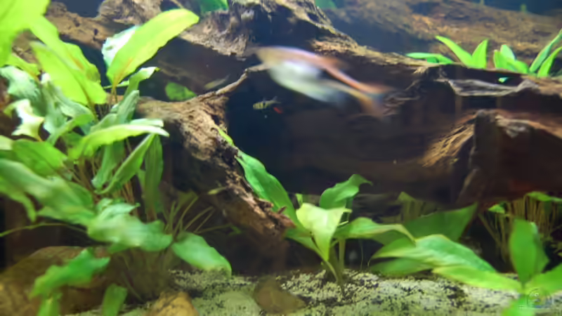 und hier nochmal zum Größenvergleich... von Berlin42 (57)