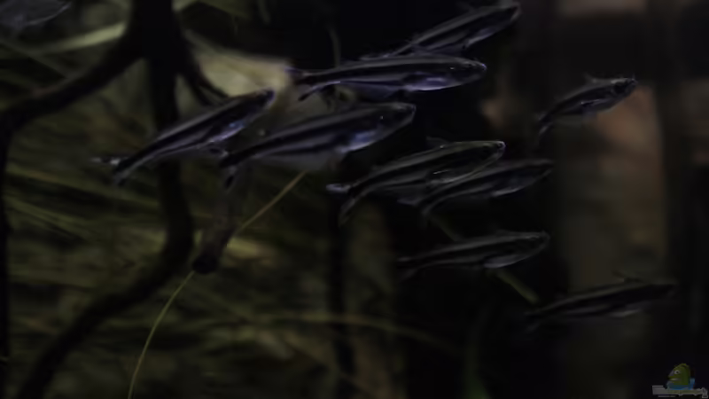 Und hier nochmals die afrikanischen Glaswels ! von Florian Bandhauer (75)