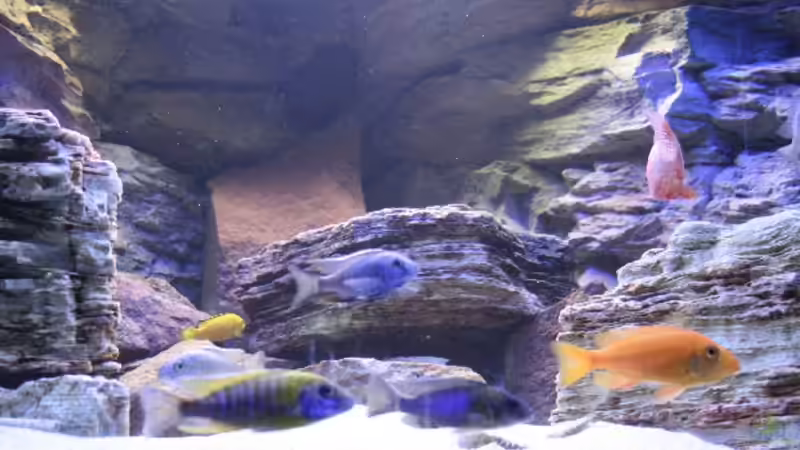 Und hier Sonnenuntergangssimulation(16.11.08) jetzt etwas umgestellt und Vallisnerien von Florian Bandhauer (4)