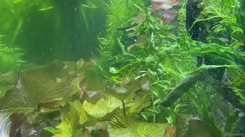 Und im März 22 von Lina L. (16)