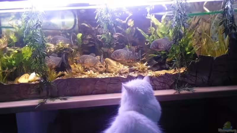 und immer ein Beobachter dabei von Serrasalmus nattereri (10)