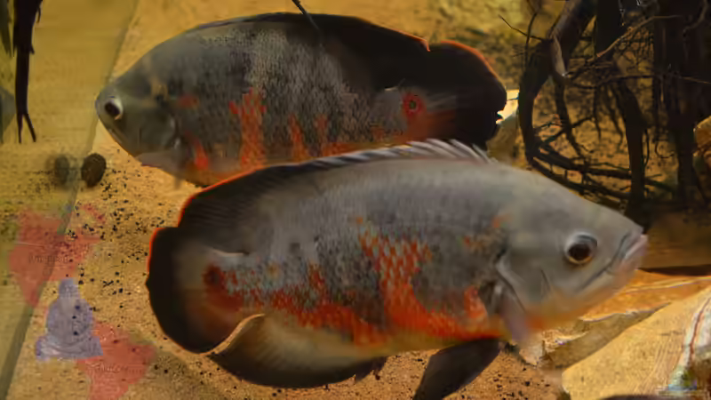 Und mal andersrum. von GGuardiaNN (73)