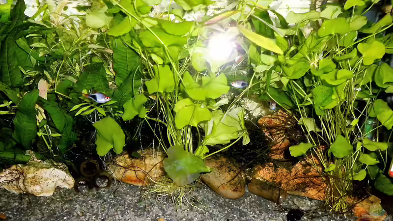 und mit zwei.... von odin 68 (76)