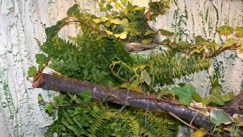 Und noch der Schwertfarn über dem zweiten Lederfarn. von Theo Heimann (7)