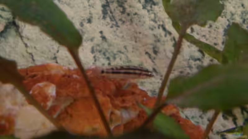 und noch ein Baby von Capitan Hook (24)