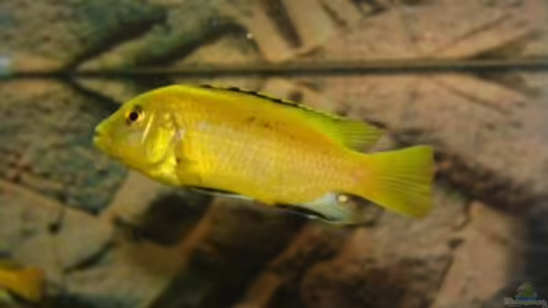 und noch ein gelber von malawi74 (43)