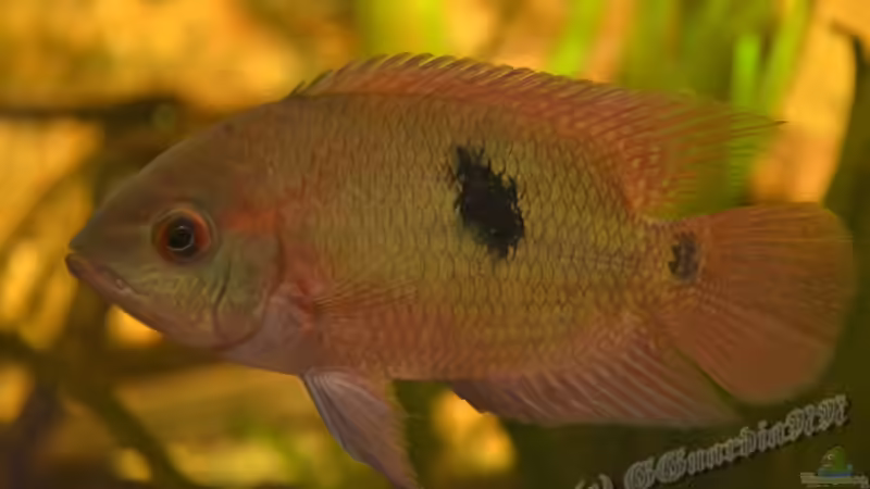 und noch ein Hypselecara in der Abenddämmerung. von GGuardiaNN (37)