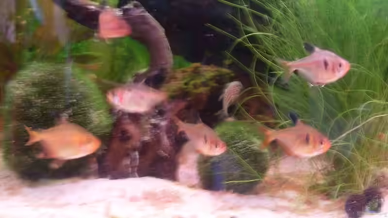 und noch ein paar Blutsalmler von lichterschein (21)