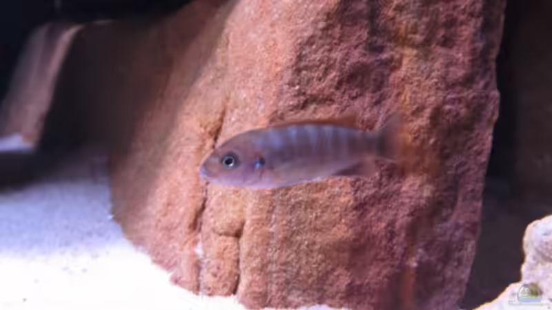 und noch eine Hongi Dame von aquamika (46)