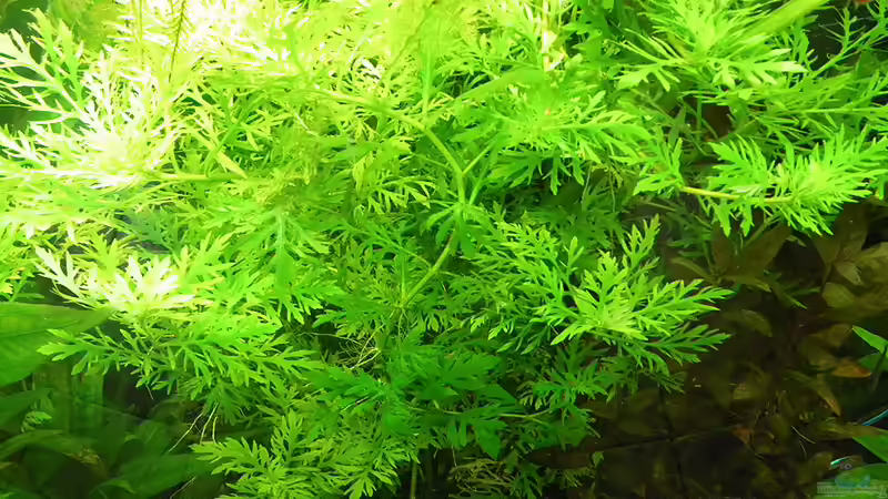 Und noch einmal der indische Wasserwedel 26.9.10 von Bazzi (31)