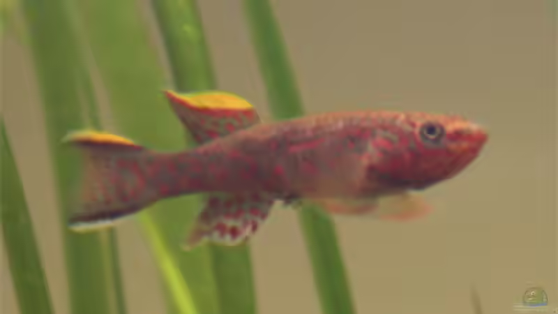 und noch einmal von der anderen Seite ;o) von Lewino (25)