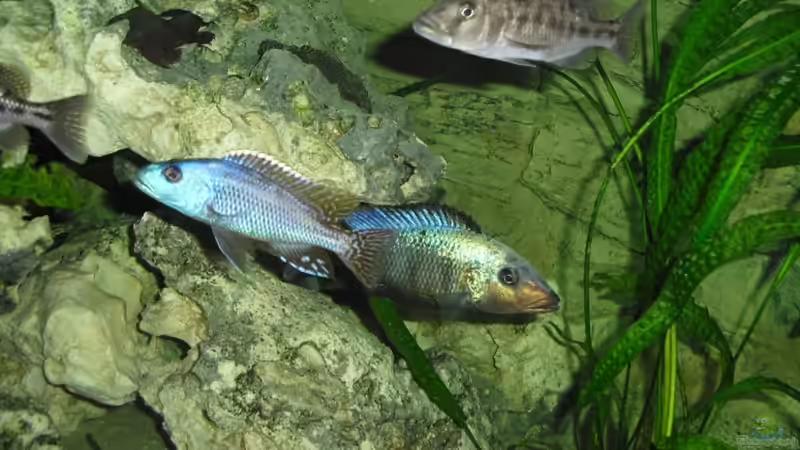 und noch eins von Toelz (4)