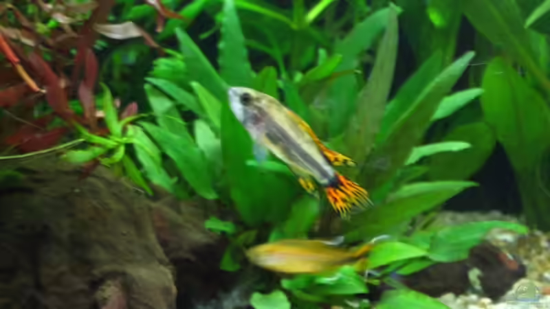 und noch mal mein apistogramma cacatudoides Männchen von Robert Hajok (13)