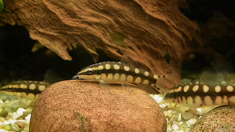 und noch mal Schachbrettschmerlen von Susanne Schmohl (48)