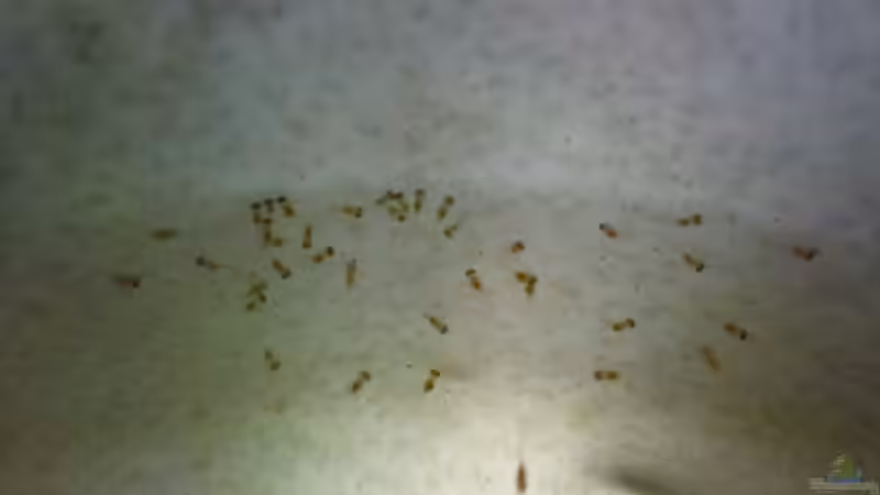 und noch mehr Kleine Ramis von wasserspaß (22)