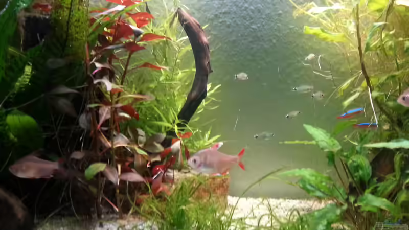 Und noch mehr Salmlerfotos ;D - 26.12.2014 von Jonas (Trancemania) (29)