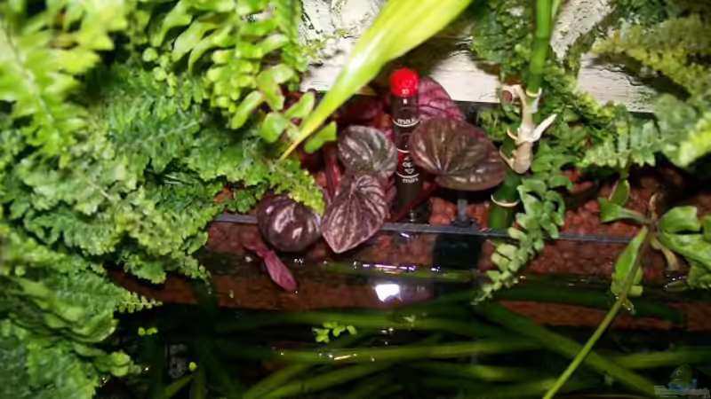 Und noch mein Zwergpfeffer  (Peperomia caperata). von Theo Heimann (5)