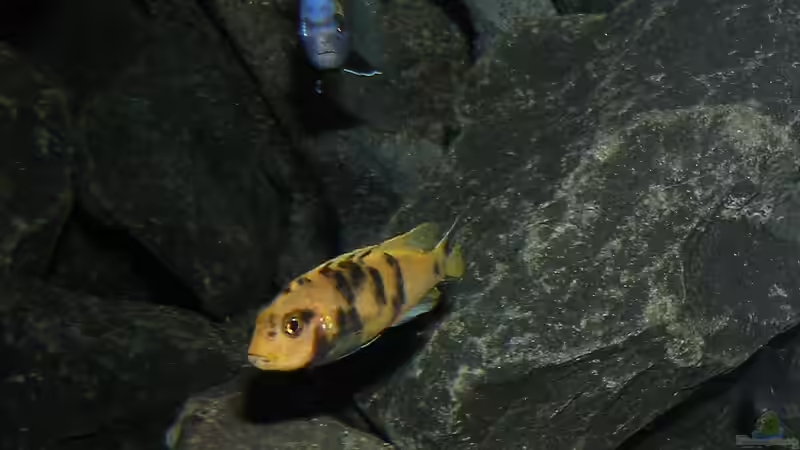 Und noch ne Frau... von bossie1704 (82)